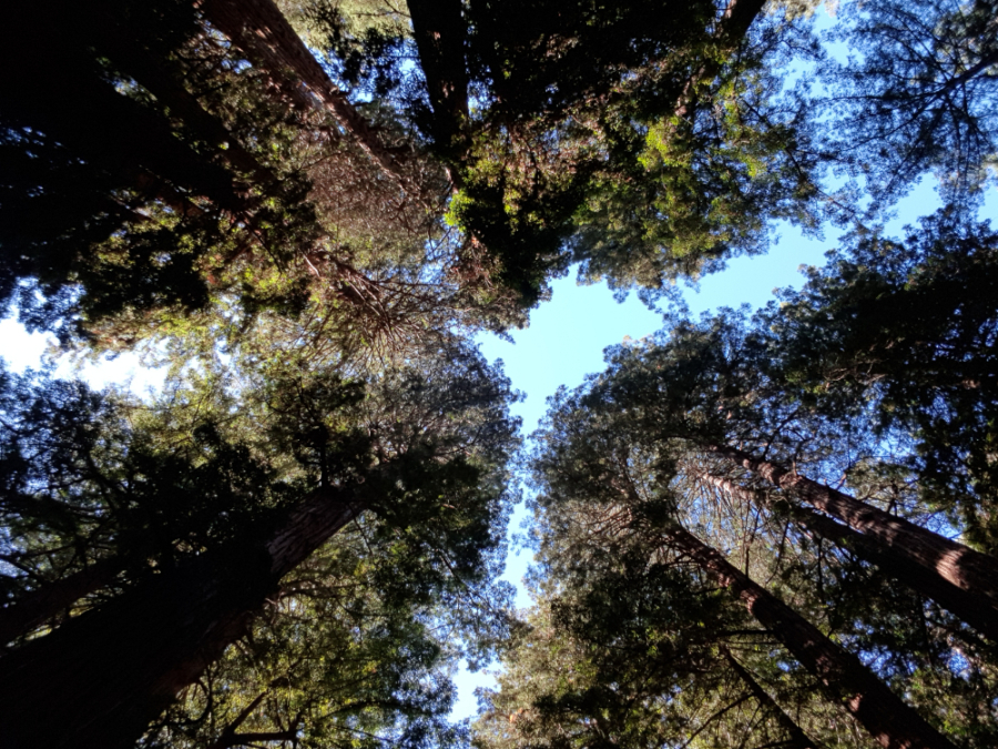 ‘Sky and Trees at Muir Woods National Monument’ – Mill Valley, CA, United States – October 2017