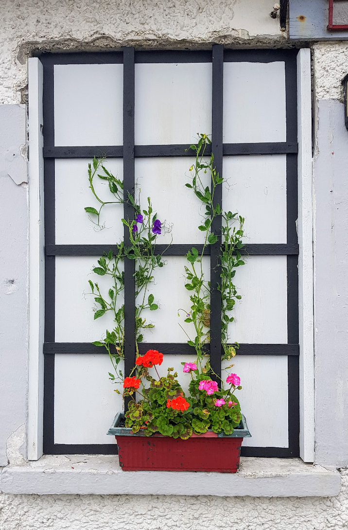 Image – 'Sweet Peas in the Window' - Nalagiri House, Carrigahorig, County Tipperary, Ireland - October 2020