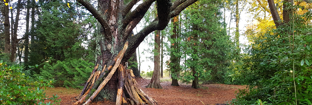 ‘Forest Rest’ - Portumna Forest Park, County Galway, Ireland - November 2019