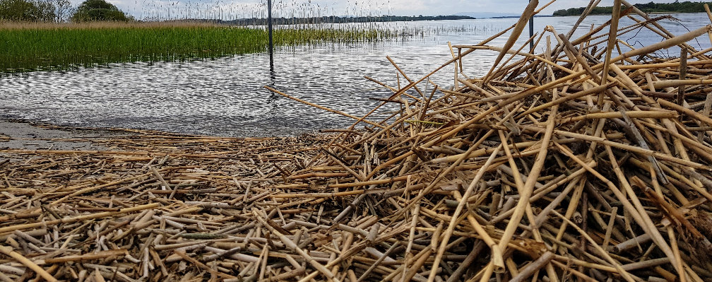 ‘Thatch stack’ - Portumna Swimming Area, Lough Derg, County Galway, Ireland - May 2019