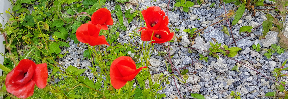 Image – ‘Poppies’ - Nalagiri House, Carrigahorig, County Tipperary, Ireland - July 2020