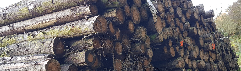 Image (1) – ‘Logs by the Path’ - Keeper Hill Trail, Doonane Forest, Tipperary, Ireland - October 2019