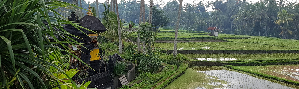 Images – ‘Cultivated Rice Fields’ - Bali, Indonesia - August 2016