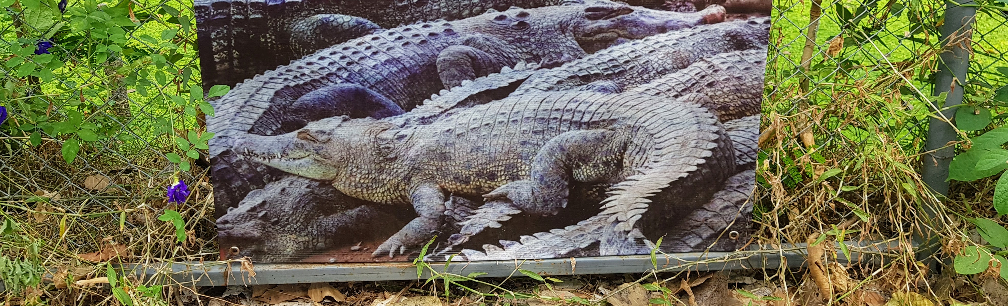 Image – ‘Dangerous - Do not approach the crocodile pond!’ - warning sign Wat Thamkrabok Detox Temple, Phraputthabat, Saraburi, Thailand - March 2019