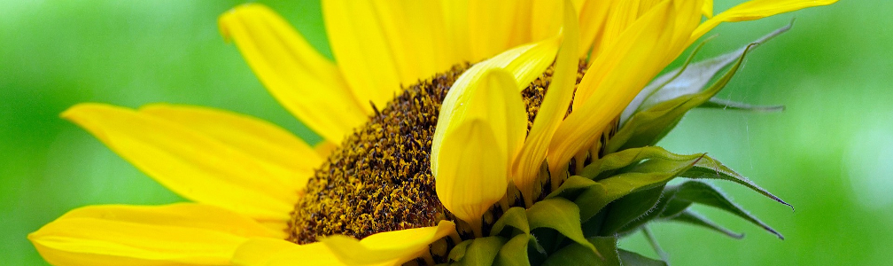 Image: Yellow Sunflower
