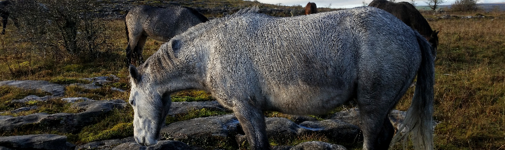 Image – ‘Wild Ponies’ - The Burren, County Clare, Ireland - January 2015