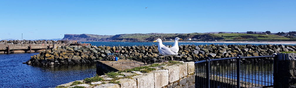 Two seagulls standing on seawall looking in opposite directions